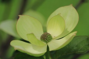 Venus Dogwood